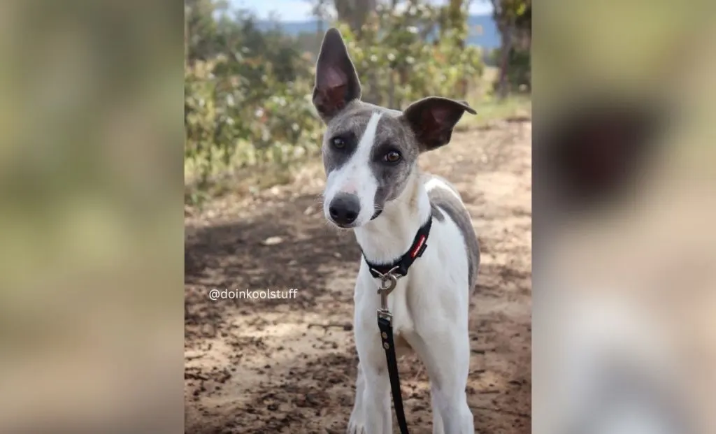 white and blue brindle whippet color