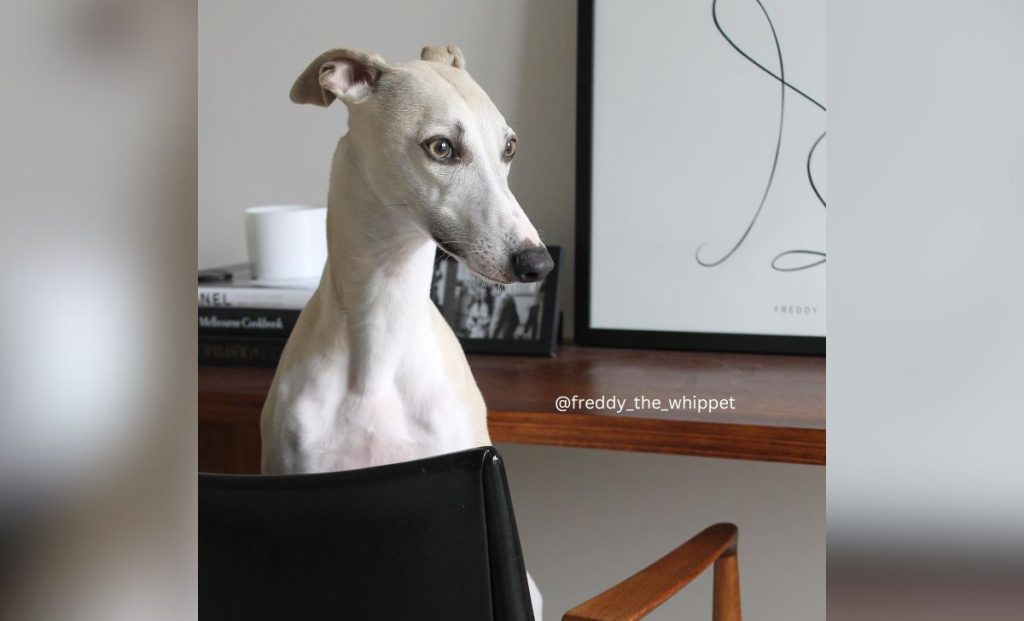 white and blue fawn whippet color