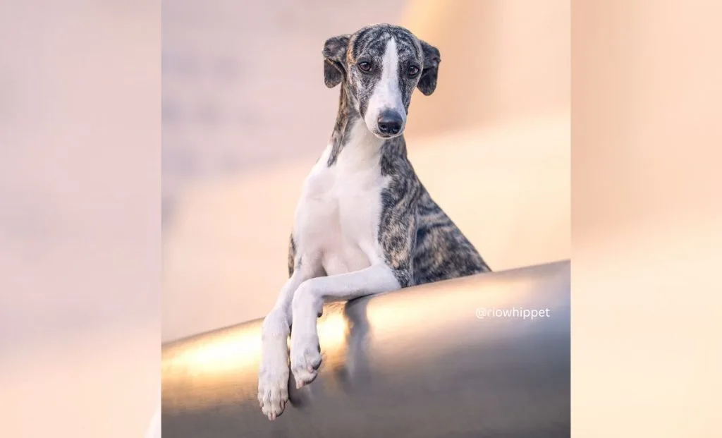 white and fawn whippet color