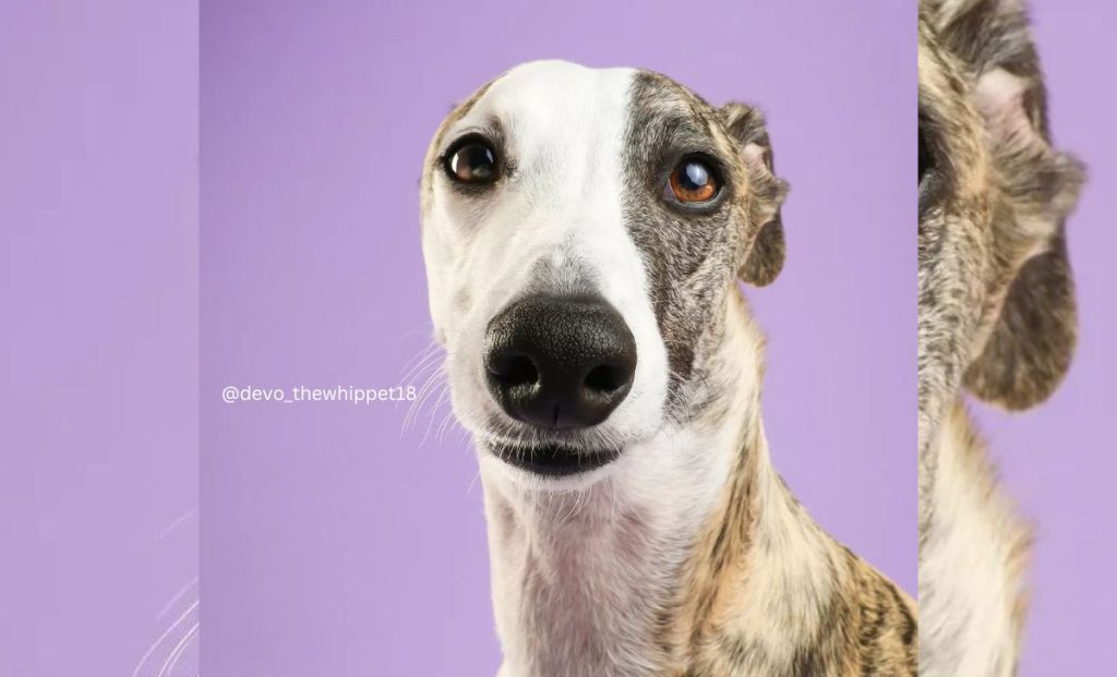 white and fawn brindle whippet color