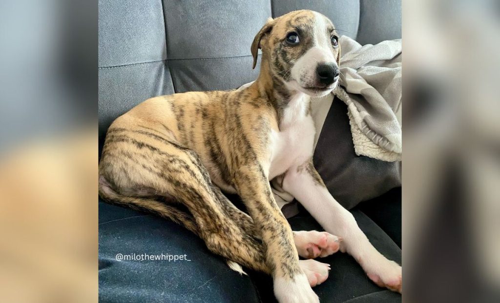 white and red brindle whippet color