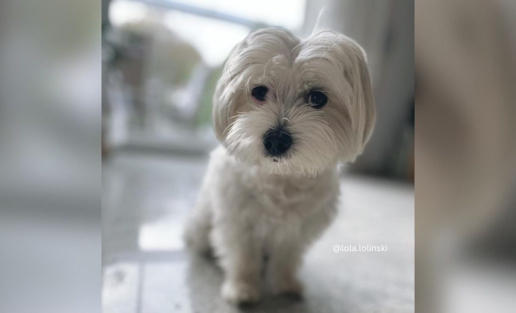 white havanese