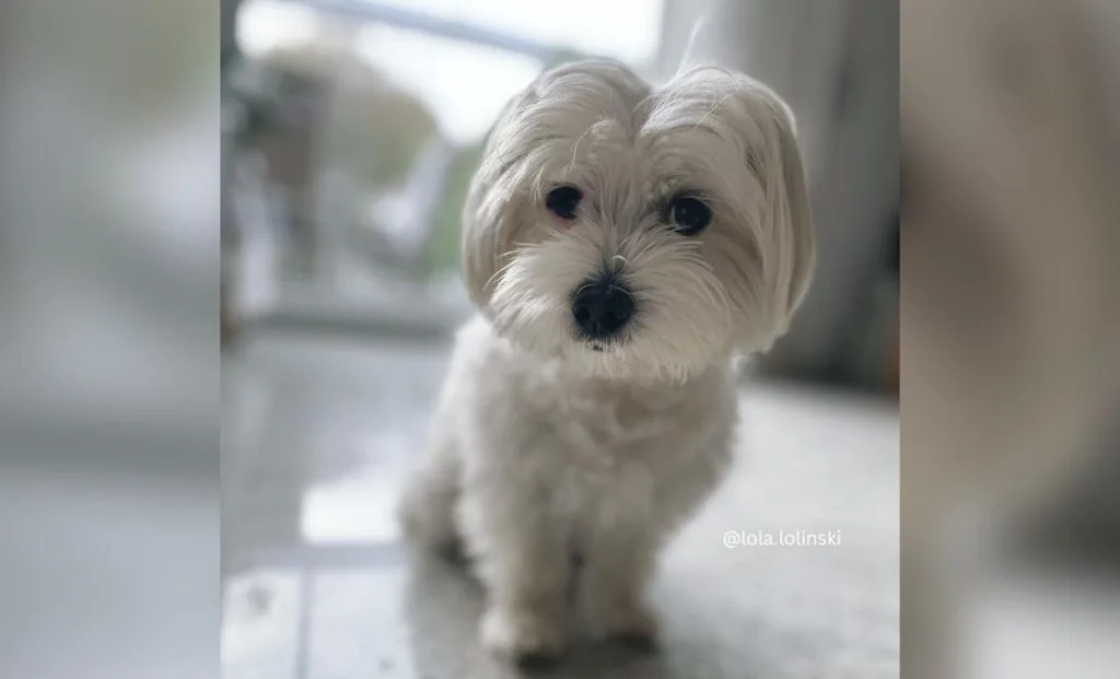 white havanese