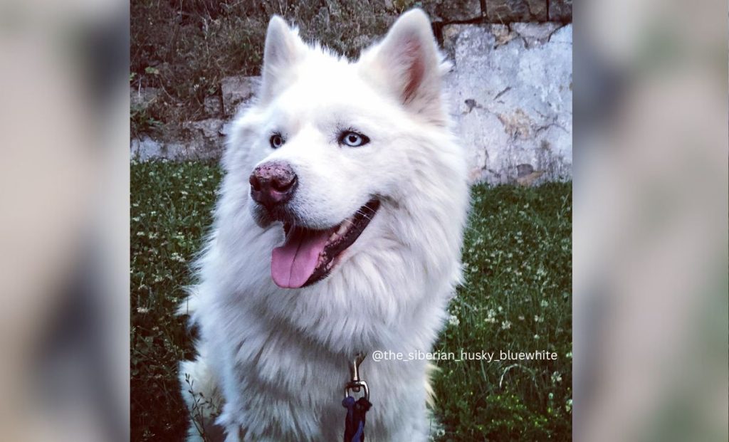 white husky