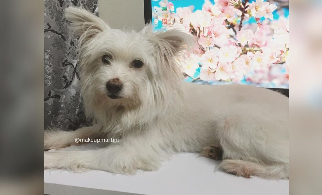 white lhasa apso