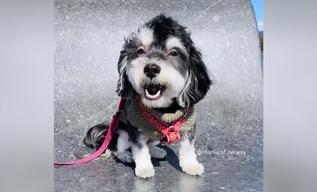 white markings havanese