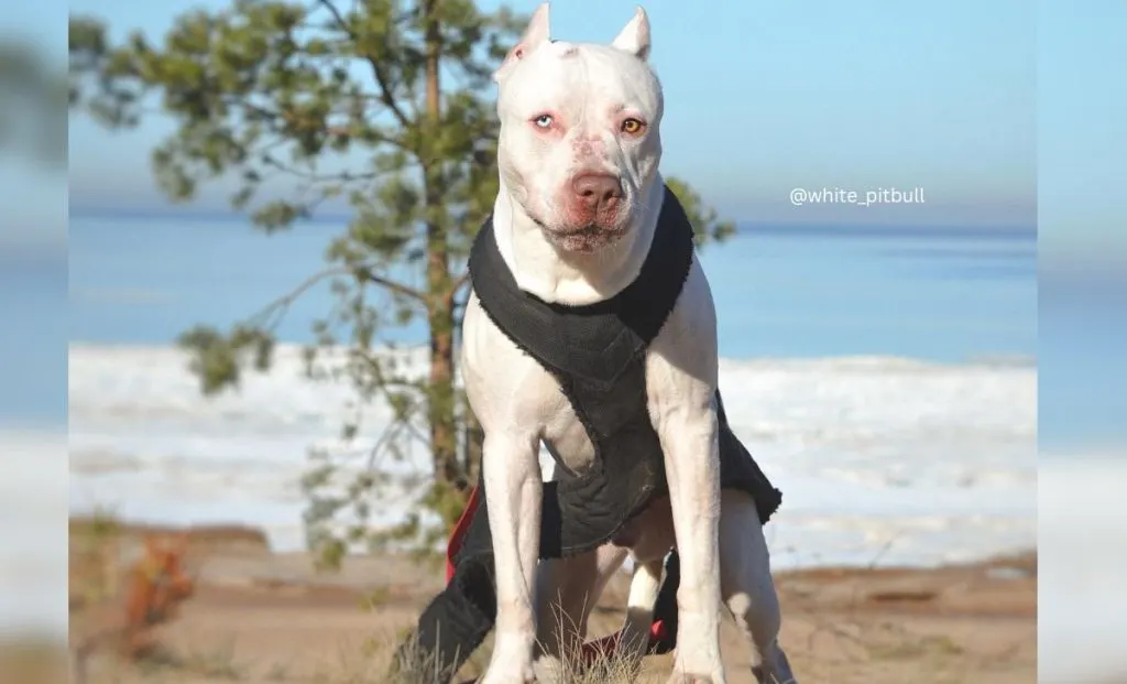 White Pitbull