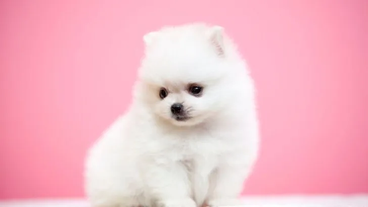The 25 Absolutely Stunning Pomeranian Colors (With Pictures)