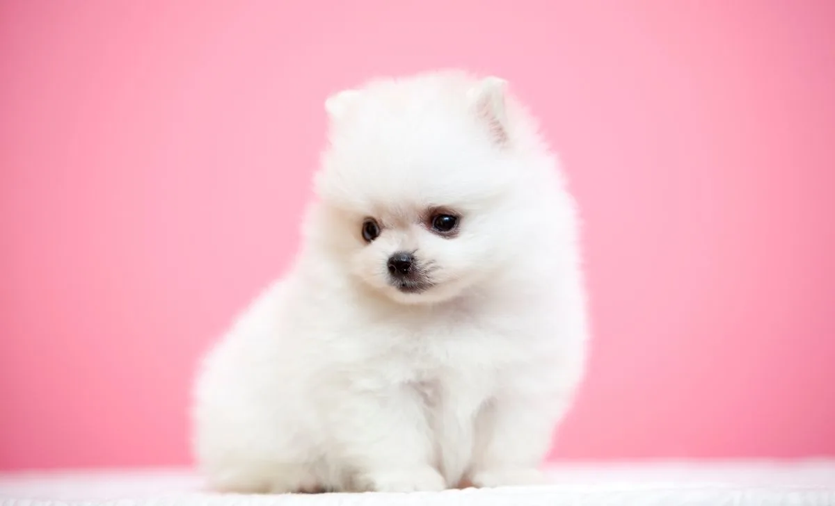 white pomeranian color