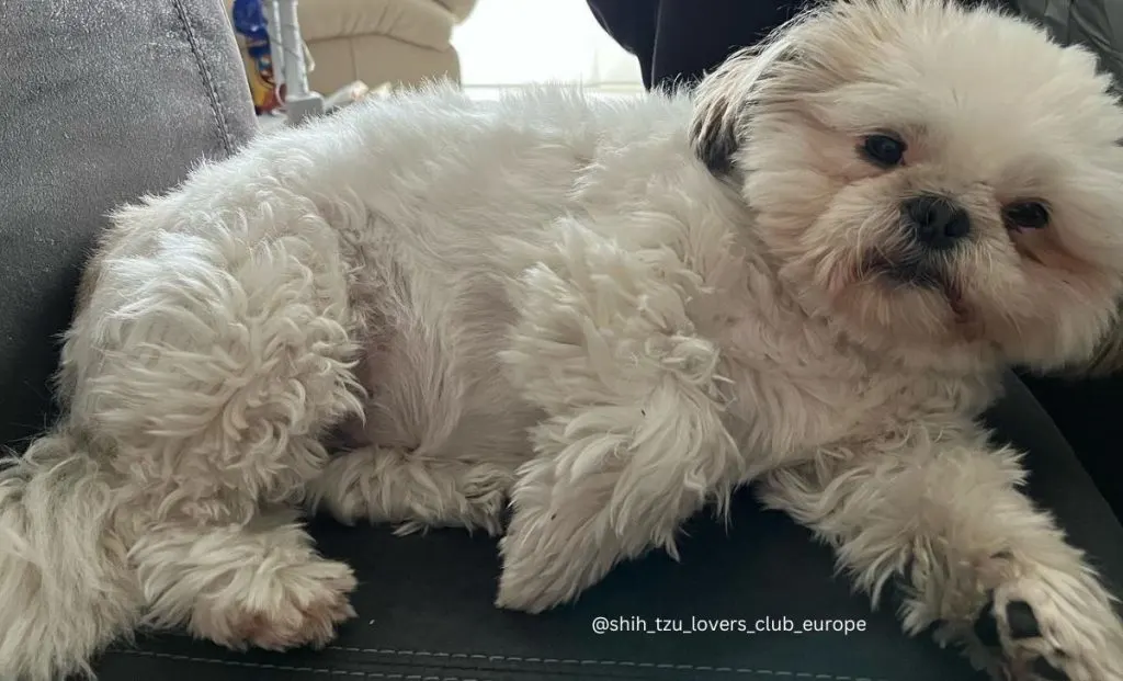 white shih tzu