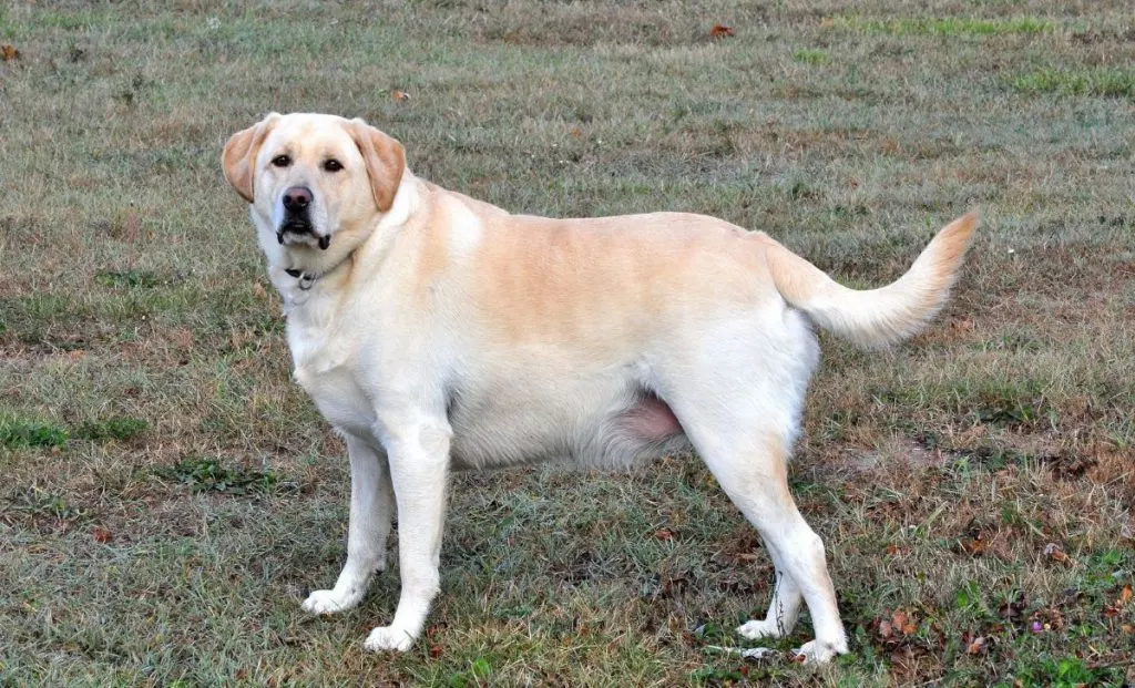 yellow labrador