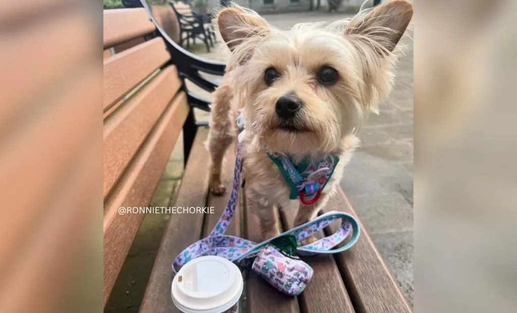 Chihuahua x Yorkie