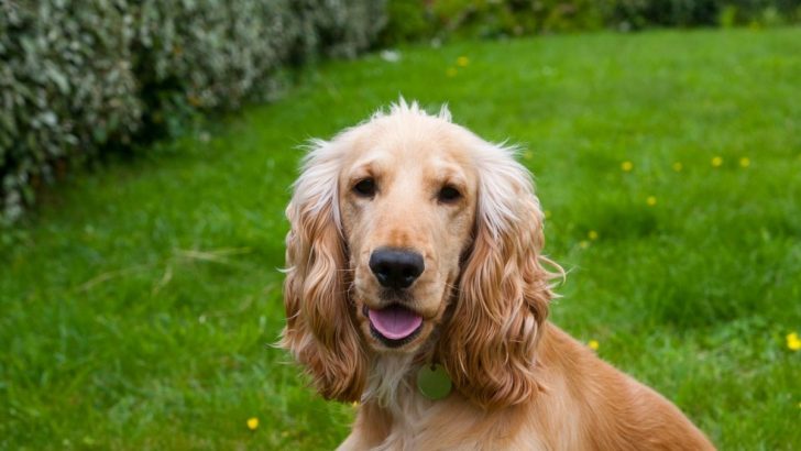 3 Best And Most Trusted Cocker Spaniel Breeders Ohio Has