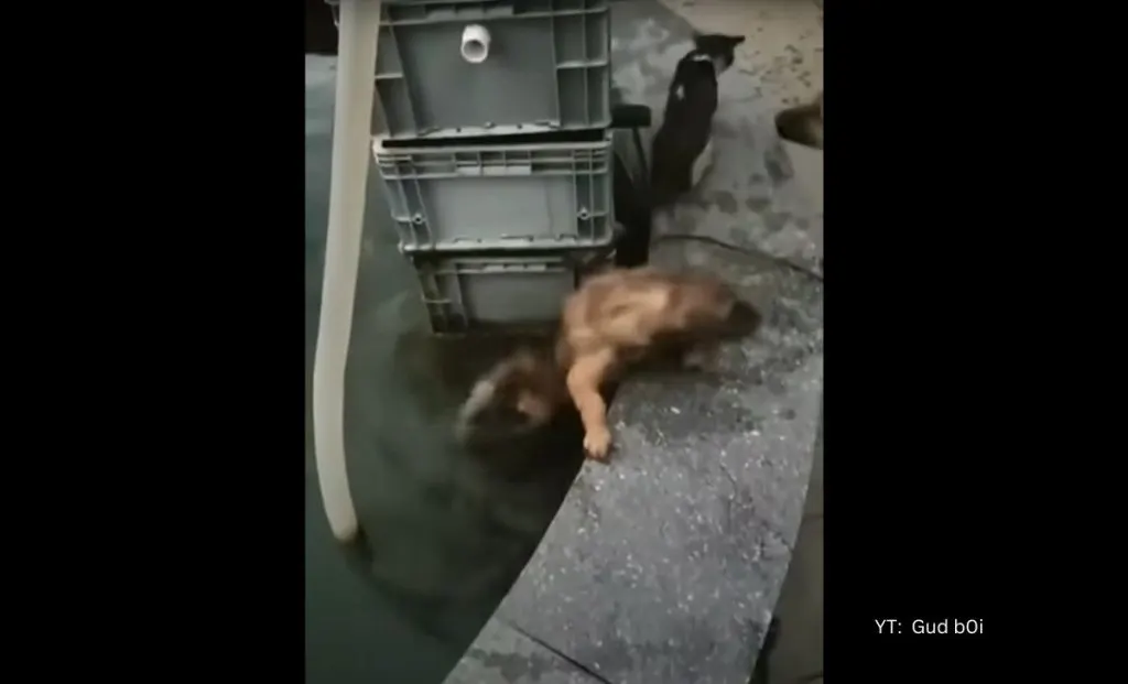 A Brave Doggie Risks His Life To Save A Drowning Cat