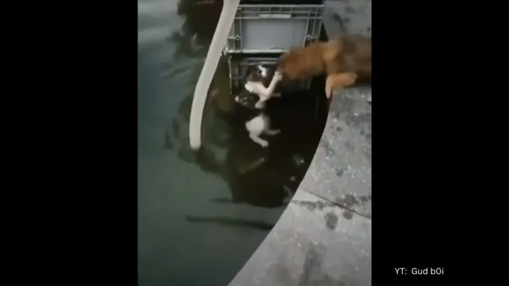A Brave Doggie Risks His Life To Save A Drowning Cat