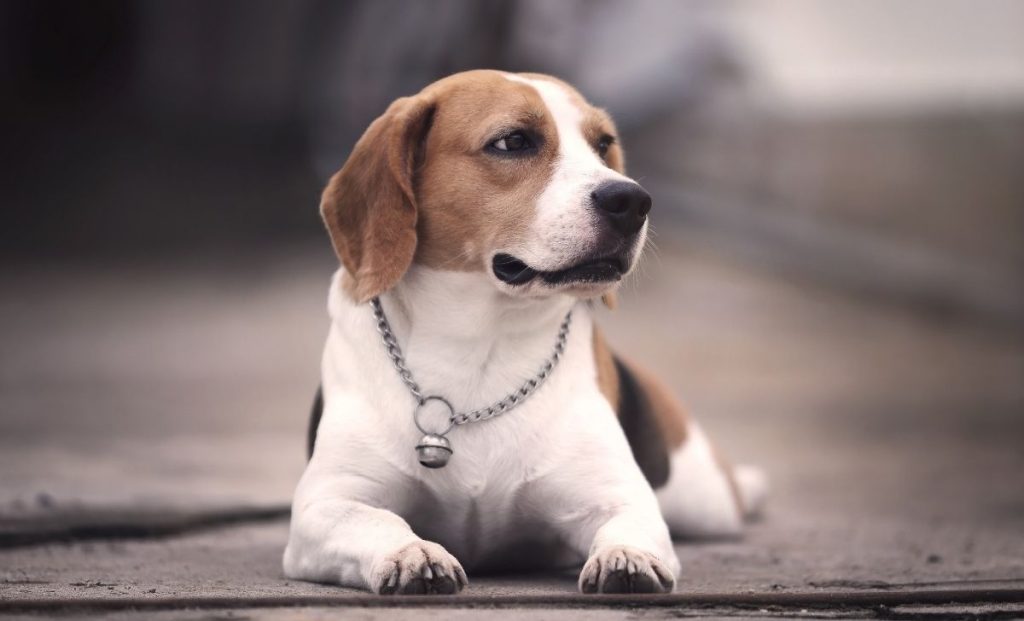 Adult beagle