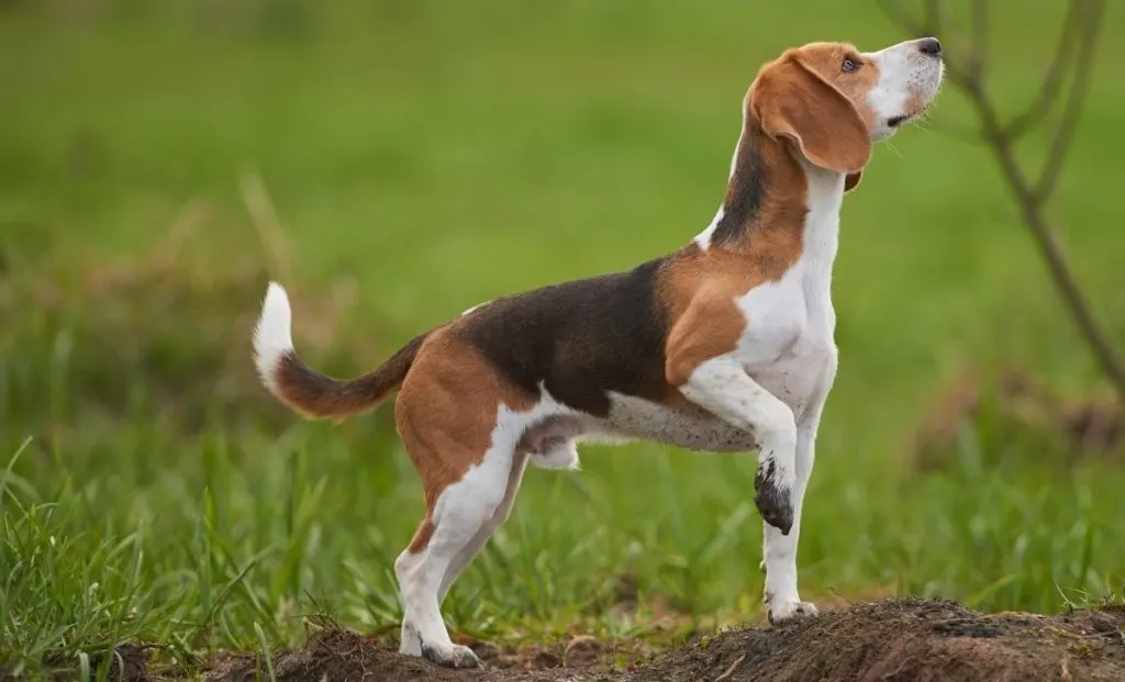 Adult beagle
