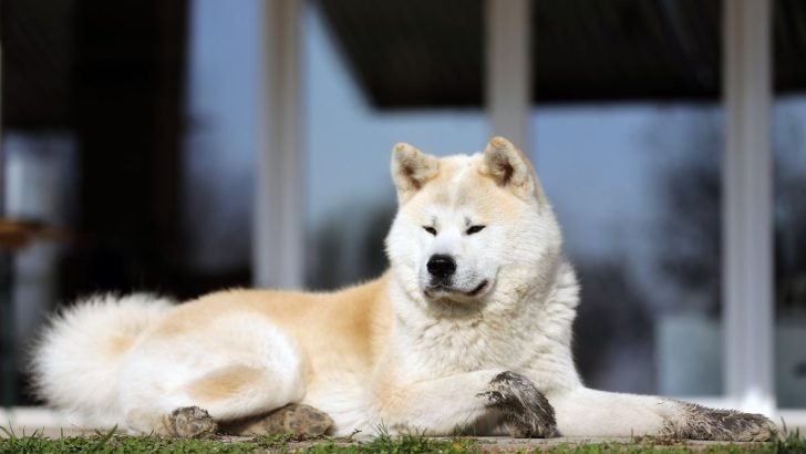 Akita Growth Stages And Factors That Affect Your Dog’s Size