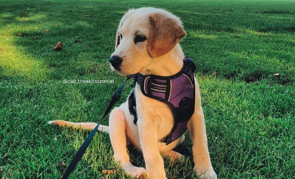 Akita X Cocker Spaniel