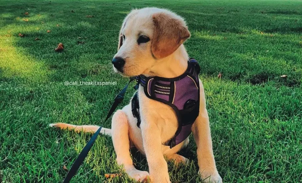 Akita X Cocker Spaniel