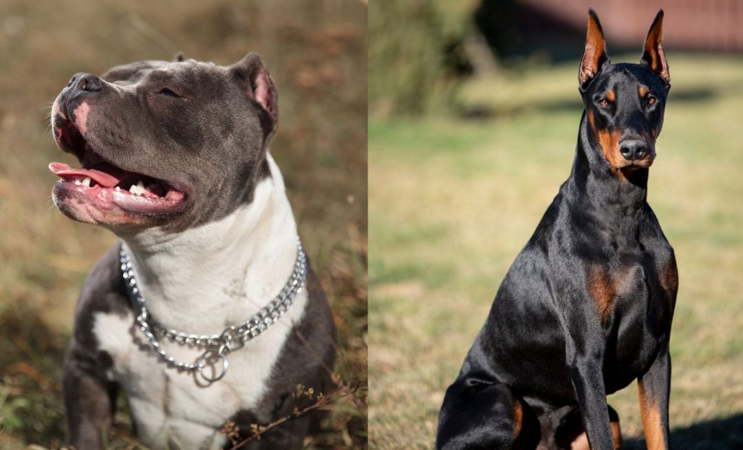 25 American Bully Mixes You'll Love (With Pictures)