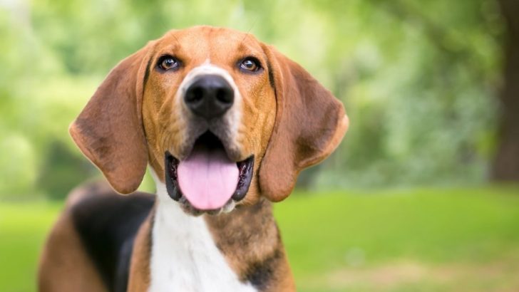 13 American Foxhound Colors To Enjoy In (With Pictures)