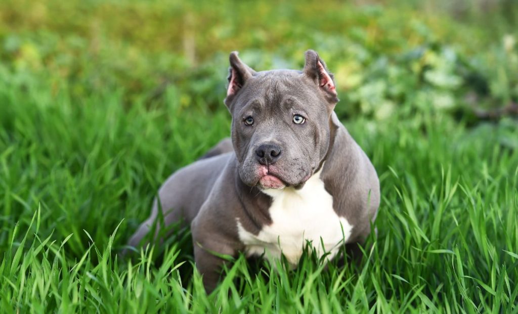 The Truth About The Cane Corso Bully Mix And Its Nature