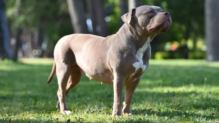 Fashion bully pitbull mix with english bulldog