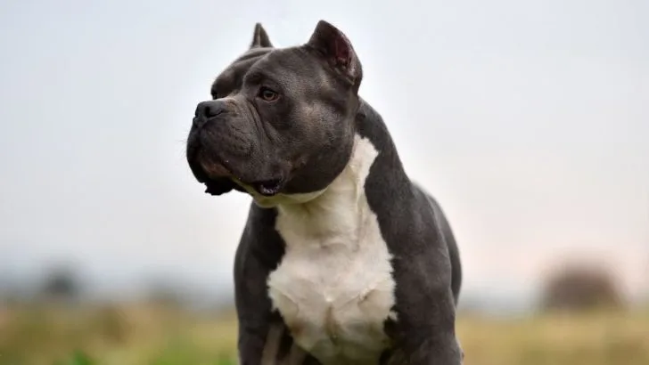 Exploring The Top 3 American Bully Breeders in Ontario 