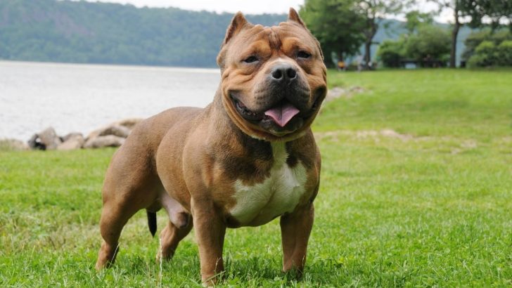 The 4 Best American Bully Breeders Australia Can Come Up With 