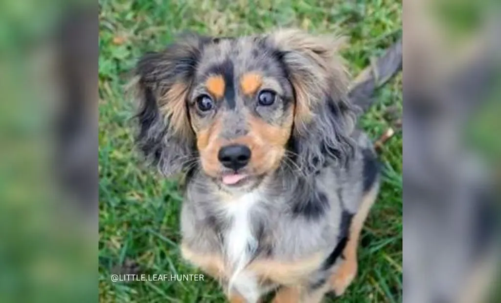 Australian Shepherd Cocker Spaniel Mix