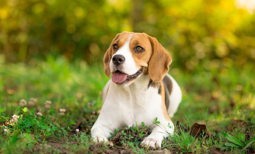 Beagle 1.5 years old