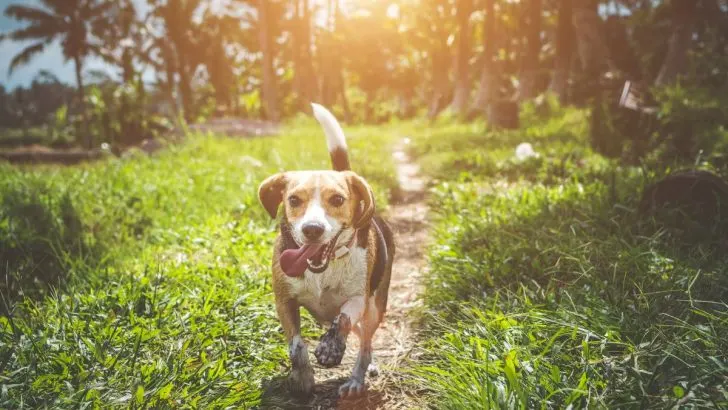 Beagle Growth Stages With A Useful Manual For All New Owners