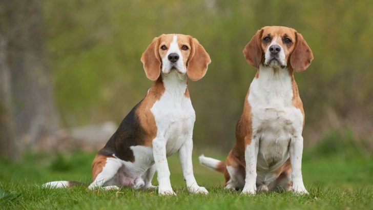 Male Vs Female Beagle, Sniffing Out The Differences  