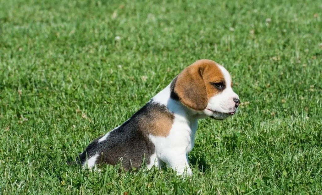 Beagle puppy