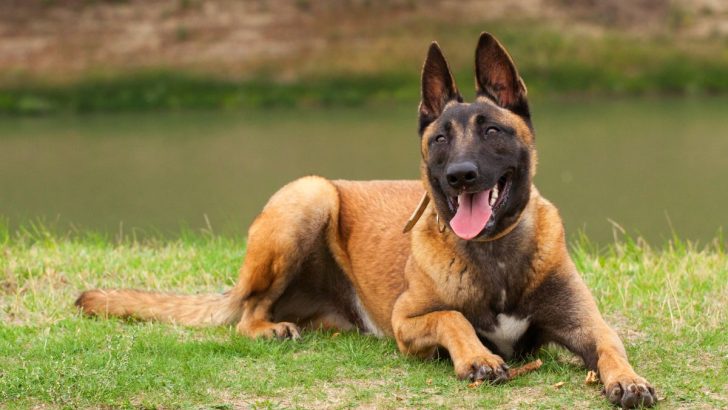 How To Train Belgian Malinois Pups To Behave Like Good Boys 