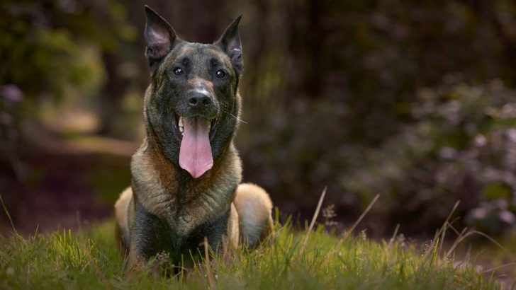 The Most Trusted Belgian Malinois Breeders Texas Has For You