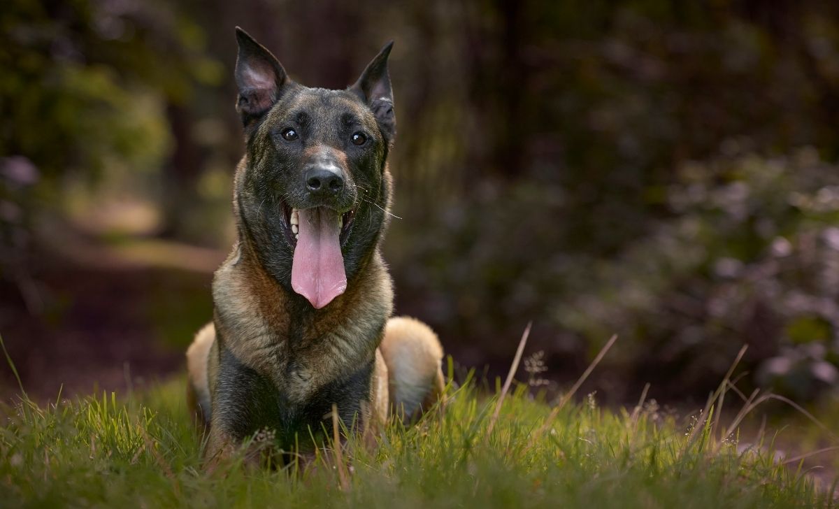 Belgian Malinois - The Most Trusted Belgian Malinois Breeders Texas Has For You