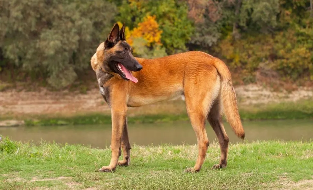 Belgian Malinois adult