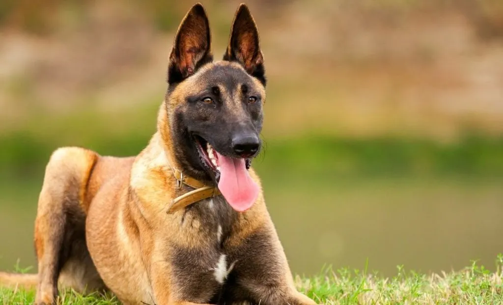 Belgian malinois