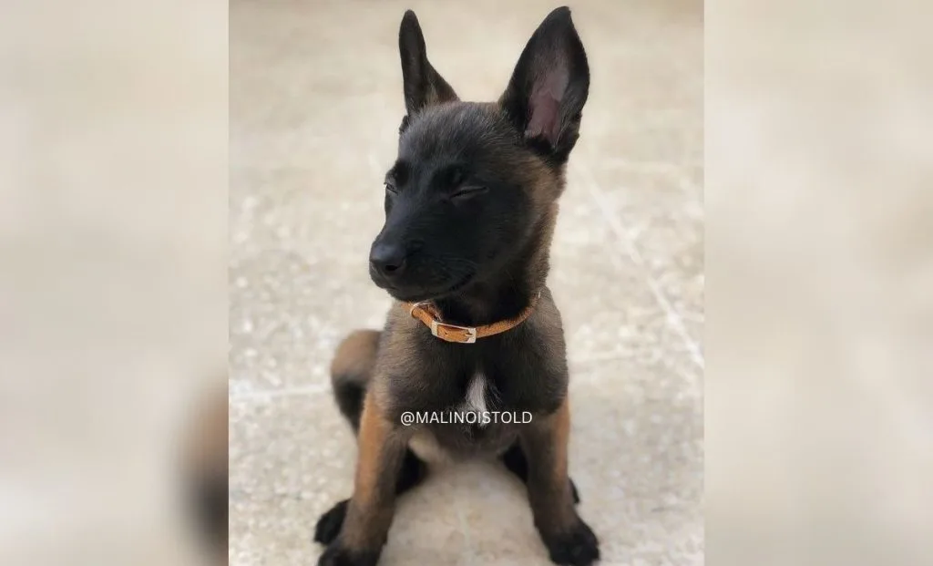 Belgian malinois 12 - week old