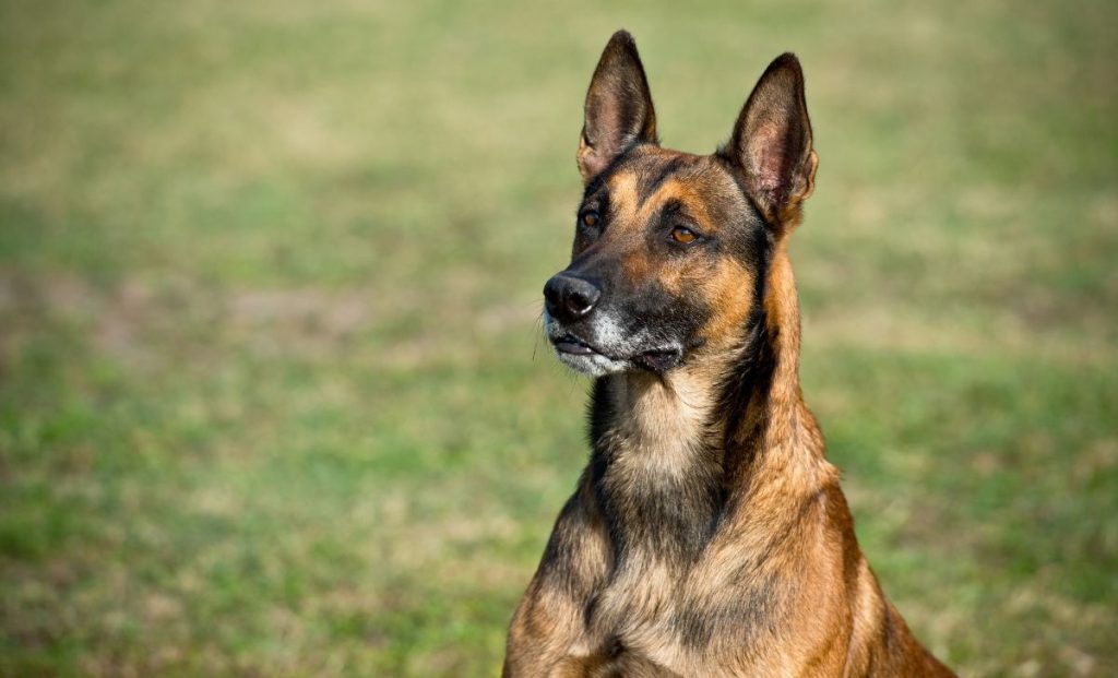 Belgian malinois