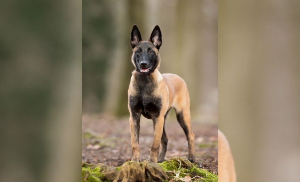 Belgian malinois