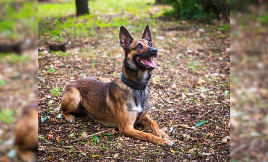 Belgian malinois