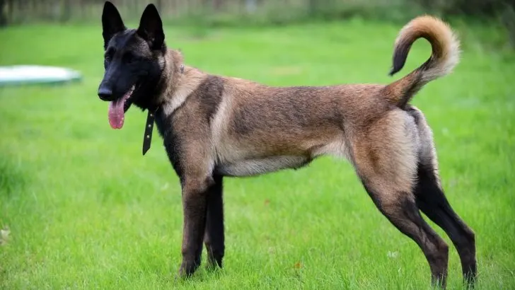 Purebred belgian orders malinois price