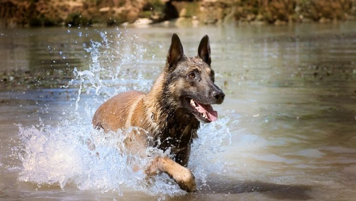 The Belgian Malinois Growth Chart And All The Crucial Info