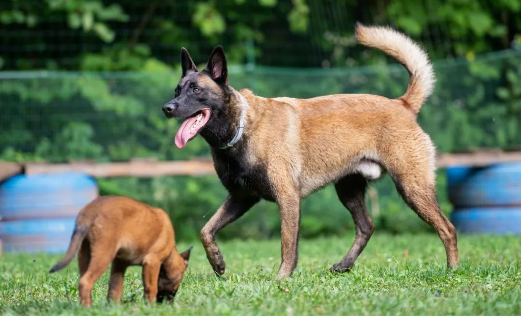 Belgian malinois adult