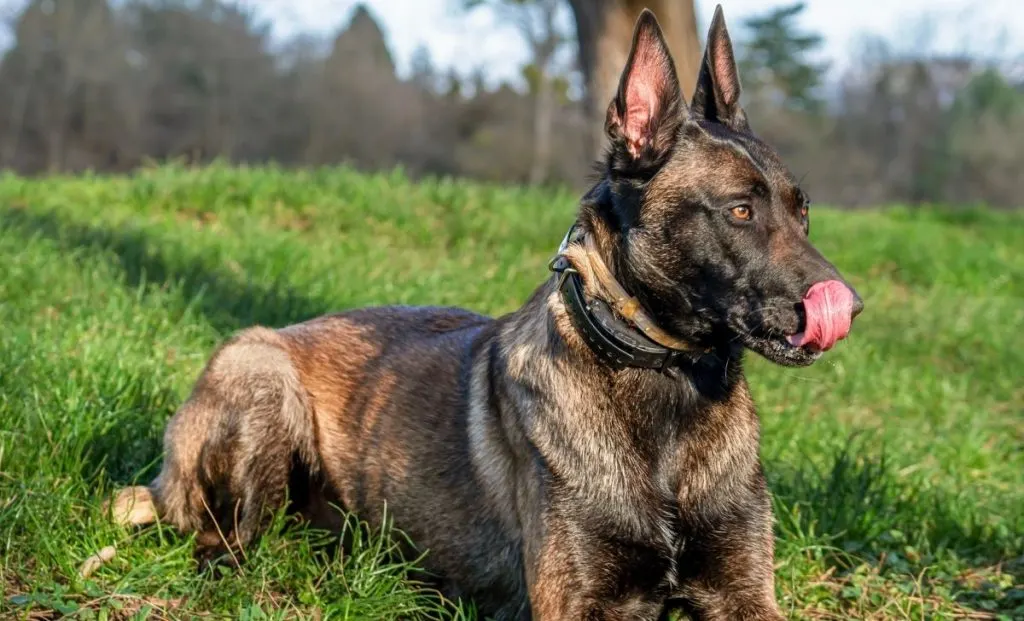 Belgian malinois adult