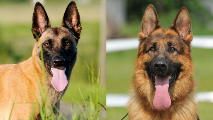 Belgian Malinois Vs German Shepherd: The Clash Of Guard Dogs