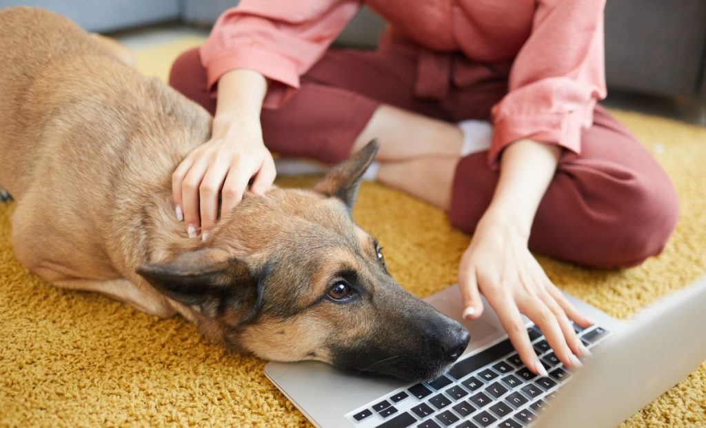 Belgian malinois laying with human